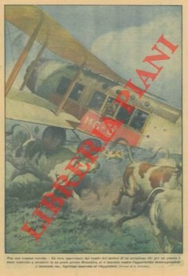 Un toro, spaventato dal rombo del motore di un aeroplano …