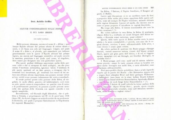 Alcune considerazioni sulle zebre e sui loro ibridi.