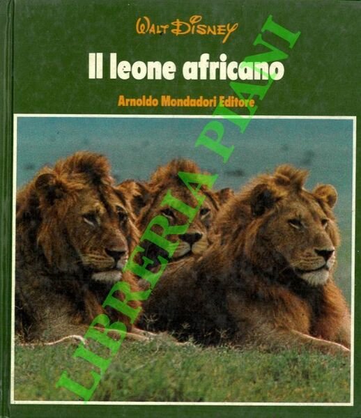 Il leone africano.