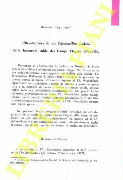 Ultrastruttura di un Thiobacillus isolato dalle fumarole calde dei Campi Flegrei (Napoli).