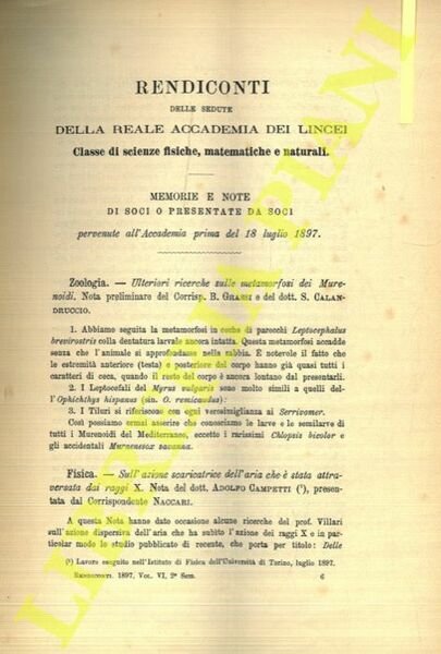Ulteriori ricerche sulle metamorfosi dei Murenoidi.