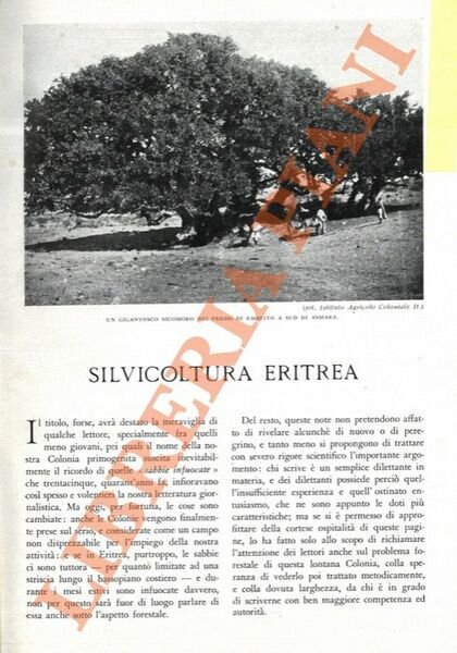 Silvicoltura eritrea.