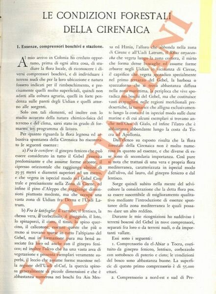 Le condizioni forestali della Cirenaica.