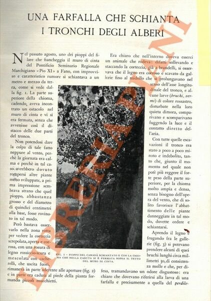 Una farfalla che schianta i tronchi degli alberi.