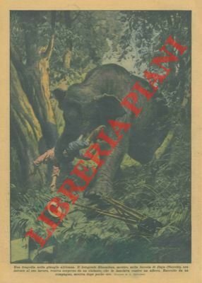 Nella giungla africana, un fotografo viene ucciso da un elefante.