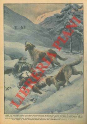 Due cani San Bernardo salvano il prof. Karvas e la …