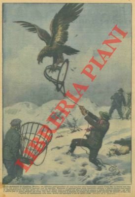 Aquila catturata, a fatica, presso Biella, con una tagliola. | Immagine Gallery 1