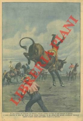 Un buttero tenta di frenare la fuga di una mandria …