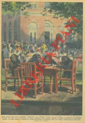 Addestrati a far colazione a tavola come gli uomini, gli scimpanzé del Giardino Zoologico di Londra hanno dimostrato di capire il galateo e, salvo qualche smorfia, di sapersi comportare da commensali compiti.