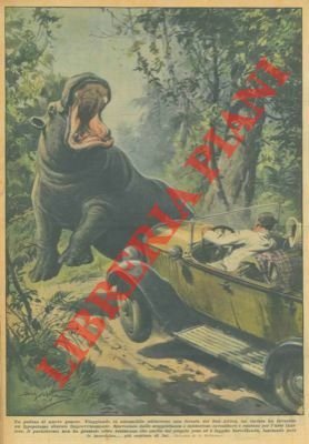 Scontro tra un'automobile ed un ippopotamo in una foresta del …