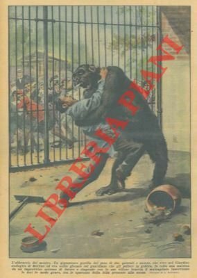 Gorilla solito a giocare col guardiano, viene colto una mattina …