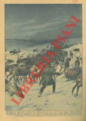 Tremila renne guidate da un solo uomo hanno viaggiato durante …