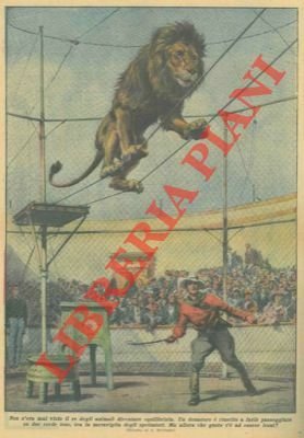 Un domatore é riuscito a fare passeggiare un leone su …