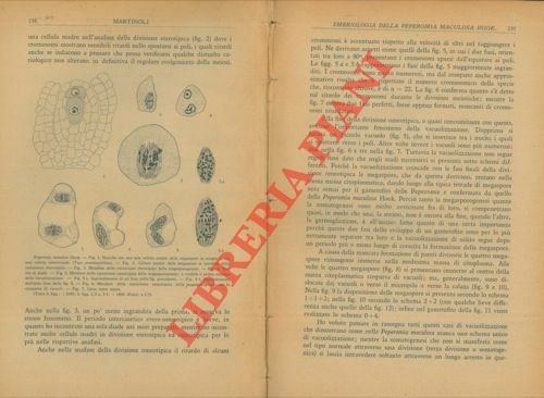 Embriologia della Peperomia maculosa Hook.