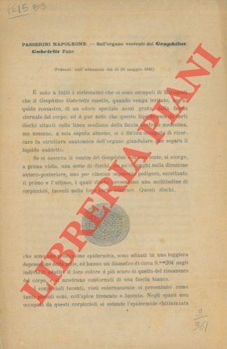 Sull'organo ventrale del Geophilus gabrielis Fabr.