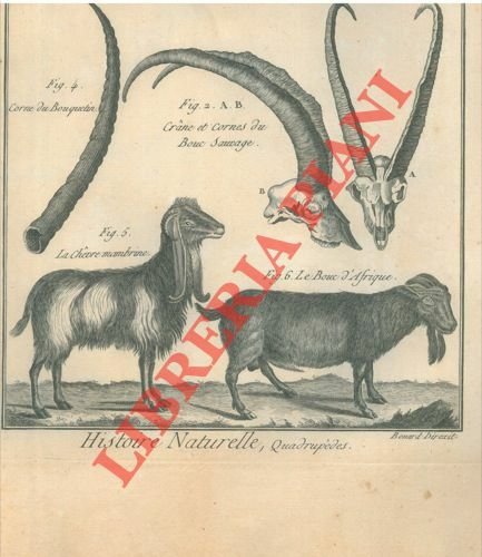 Cervidi, ecc. (Tableau éncyclopédique et methodique des trois règne de … | Immagine principale