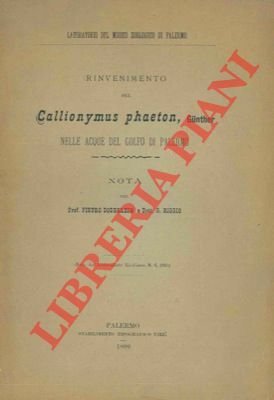 Rinvenimento del Callionymus phaeton, Gunther nelle acque del golfo di …