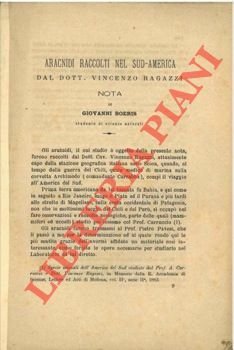 Aracnidi raccolti nel sud-america dal dott. Vincenzo Ragazzi. | Immagine principale
