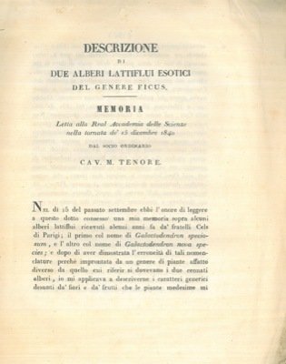 Descrizione di due alberi lattiflui esotici del genere Ficus.