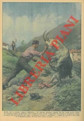 A Intra, un caprone assale un passante che, con un …