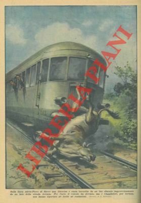 Littorina investita da un bue sbucato improvvisamente da un lato …