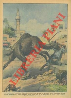 Un dromedario, stanco delle frustate del padrone, si rivolta uccidendolo …