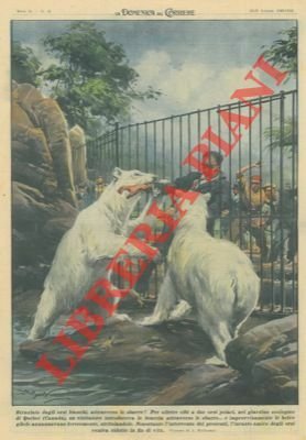 Per offrire cibi a due orsi polari, nel giardino zoologico …