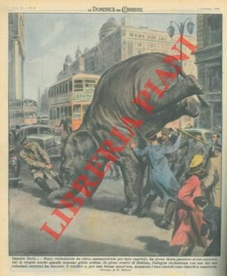 Elefantessa da circo ammaestrata per fare capriole blocca il traffico …