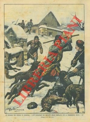 Branchi di lupi assaltano gli abitanti delle campagne in Ungheria.