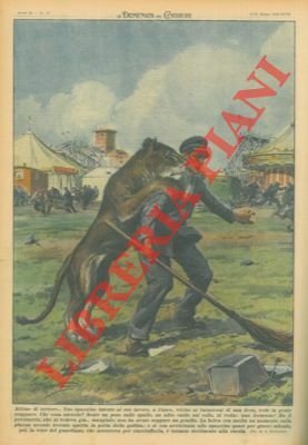 A Cuneo una leonessa fuggita dalla gabbia, sale affettuosamente sulle …