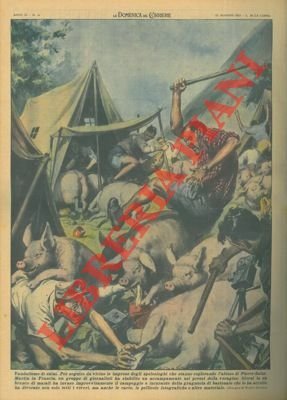 In Francia, maiali invadono accampamento di giornalisti, che volevano seguire … | Immagine Gallery 1