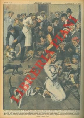 La Società Zoofila di Londra recupera alcuni felini domestici che …