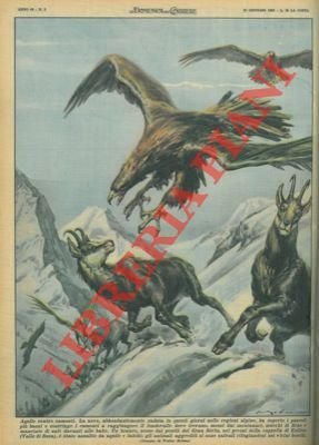 Camosci aggrediti da aquile e falchi si salvano rifugiandosi nei …