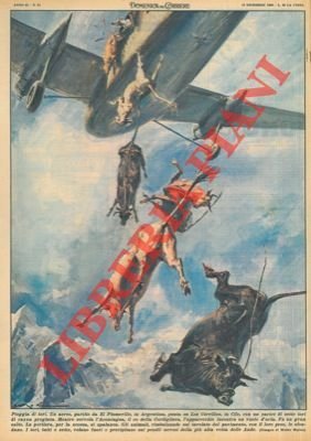 Sette tori di razza pregiata precipitano da un'aereo a causa …