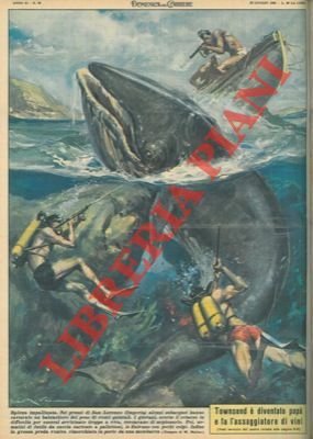 Nei pressi di San Lorenzo (Imperia) alcuni subacquei hanno catturato …