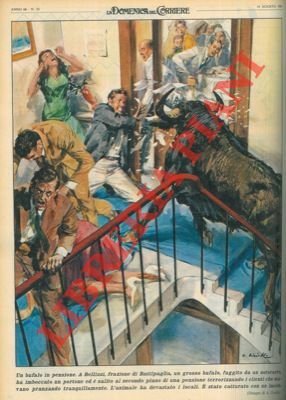 A Battipaglia un bufalo fuggito, semina il panico in un …