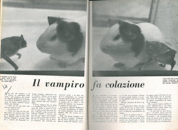 Il vampiro fa colazione.