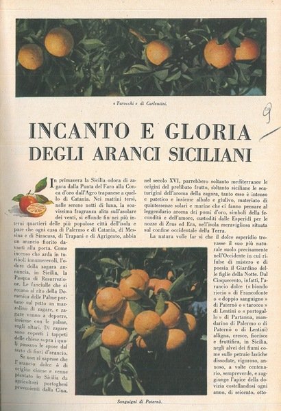 Incanto e gloria degli aranci siciliani.