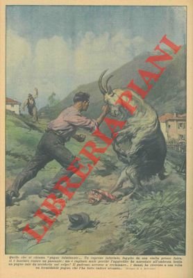 A Intra, un caprone assale un passante che, con un …