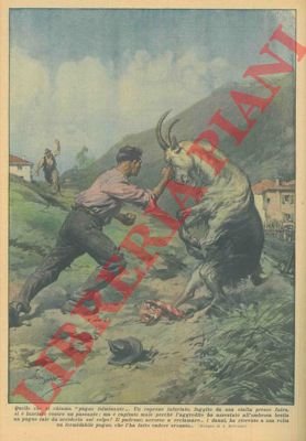 A Intra, un caprone assale un passante che, con un …