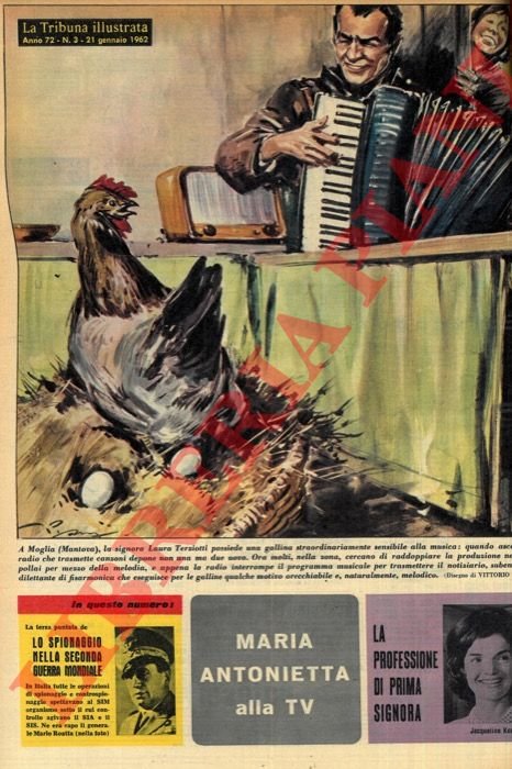 A Moglia (Mantova), la signora Laura Terziotti possiede una gallina … | Immagine Gallery 3