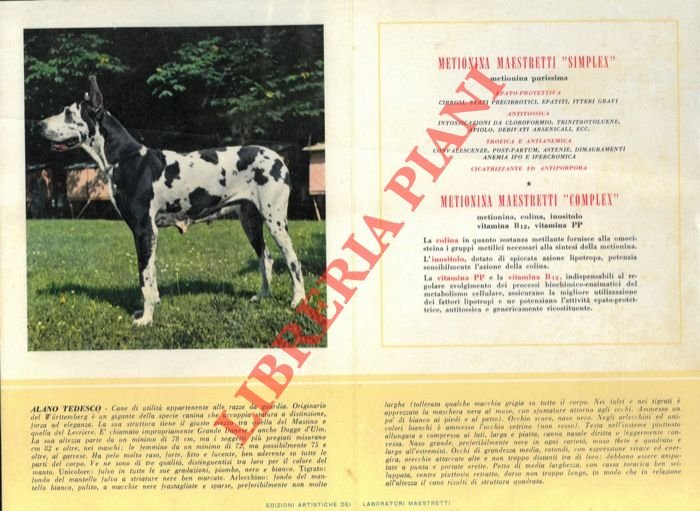 Alano tedesco, Apso, Bobtail, Bull-dog, Bull-dog francese, Can barbone, Carlino, …