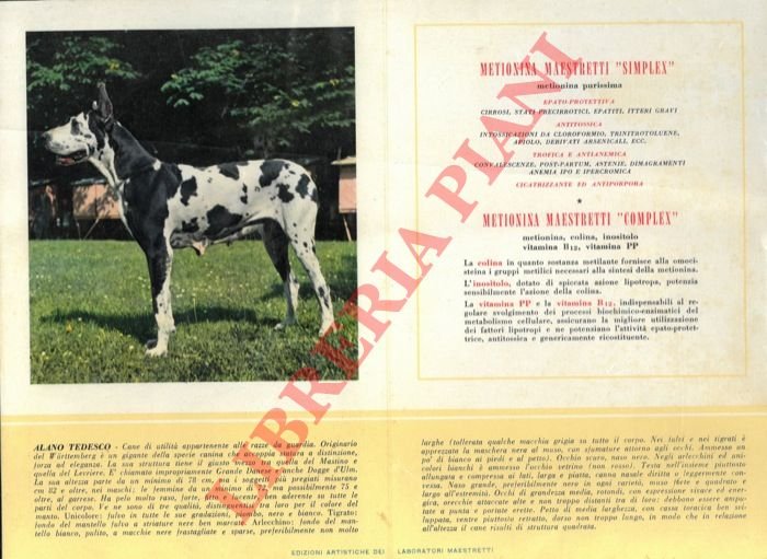 Alano tedesco, Apso, Bobtail, Bull-dog, Bull-dog francese, Can barbone, Carlino, …