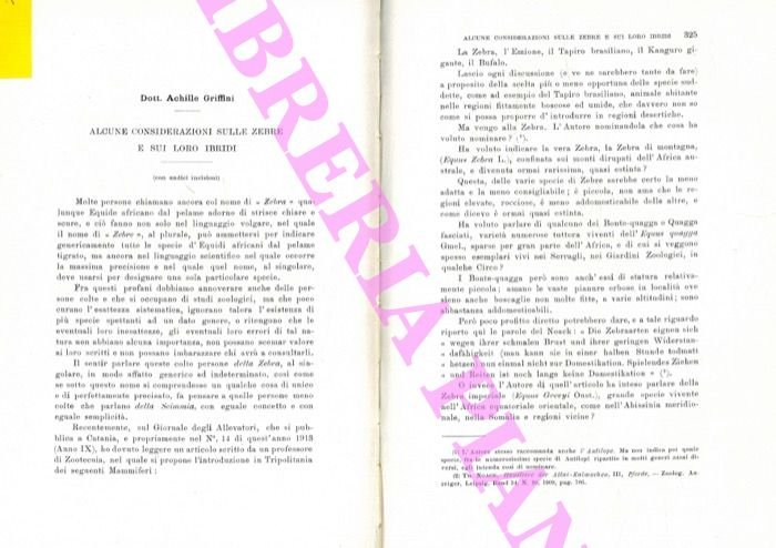 Alcune considerazioni sulle zebre e sui loro ibridi.