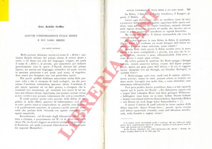 Alcune considerazioni sulle zebre e sui loro ibridi.