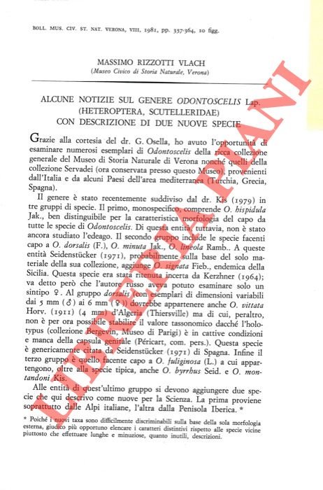 Alcune notizie sul genere Odontoscelis Lap. (Heteroptera, Scutelleridae) con descrizione …