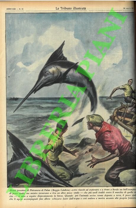 Alcuni pescatori di Pietranera di Palmi (Reggio Calabria) erano riusciti …