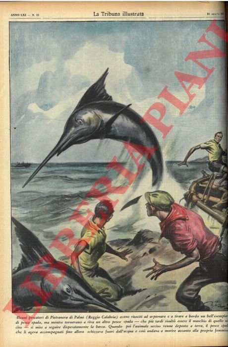 Alcuni pescatori di Pietranera di Palmi (Reggio Calabria) erano riusciti …