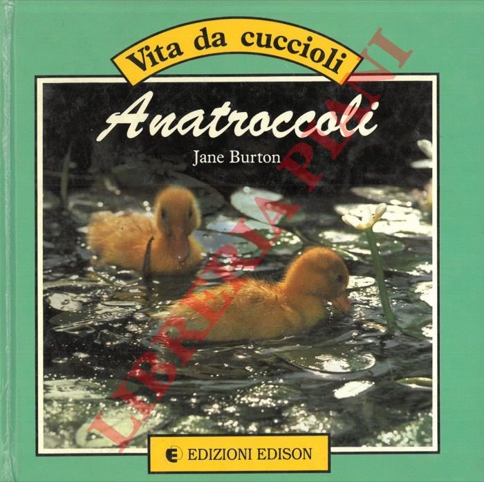 Anatroccoli.