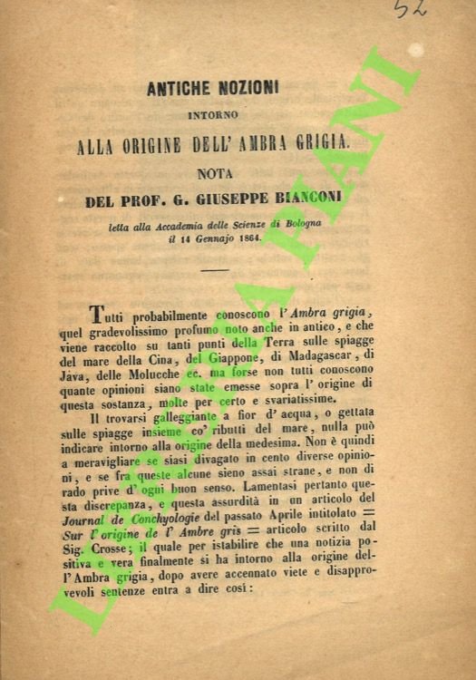 Antiche nozioni intorno alla origine dell'ambra grigia.